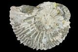 Fossil Ammonite (Kosmoceras) - Russia #117148-1
